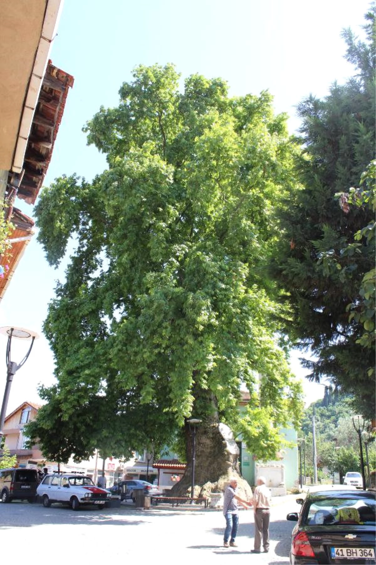 1226 Yaşındaki Çınar Ağacı, Koruma Altında