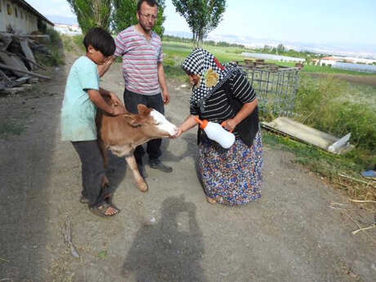 Çorum\'da Çalınıp, Yozgat\'ta Bulunan Buzağısını Biberonla Besledi