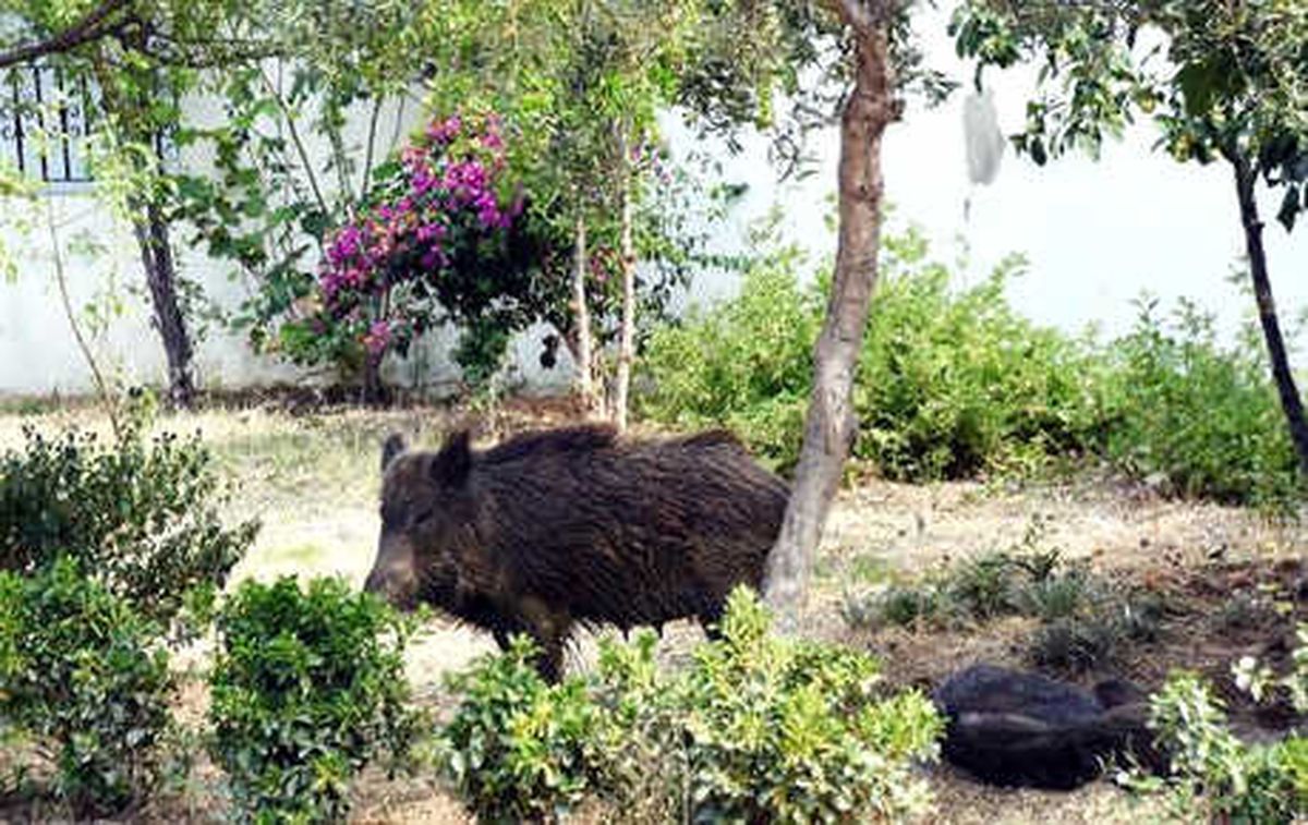 Domuzlar Bodrum İlçe Merkezini Mesken Tuttu