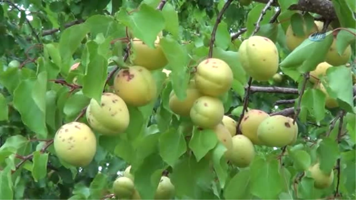 Iğdır\'da Dolu Yağışı, Kayısı Hasadını Düşürdü