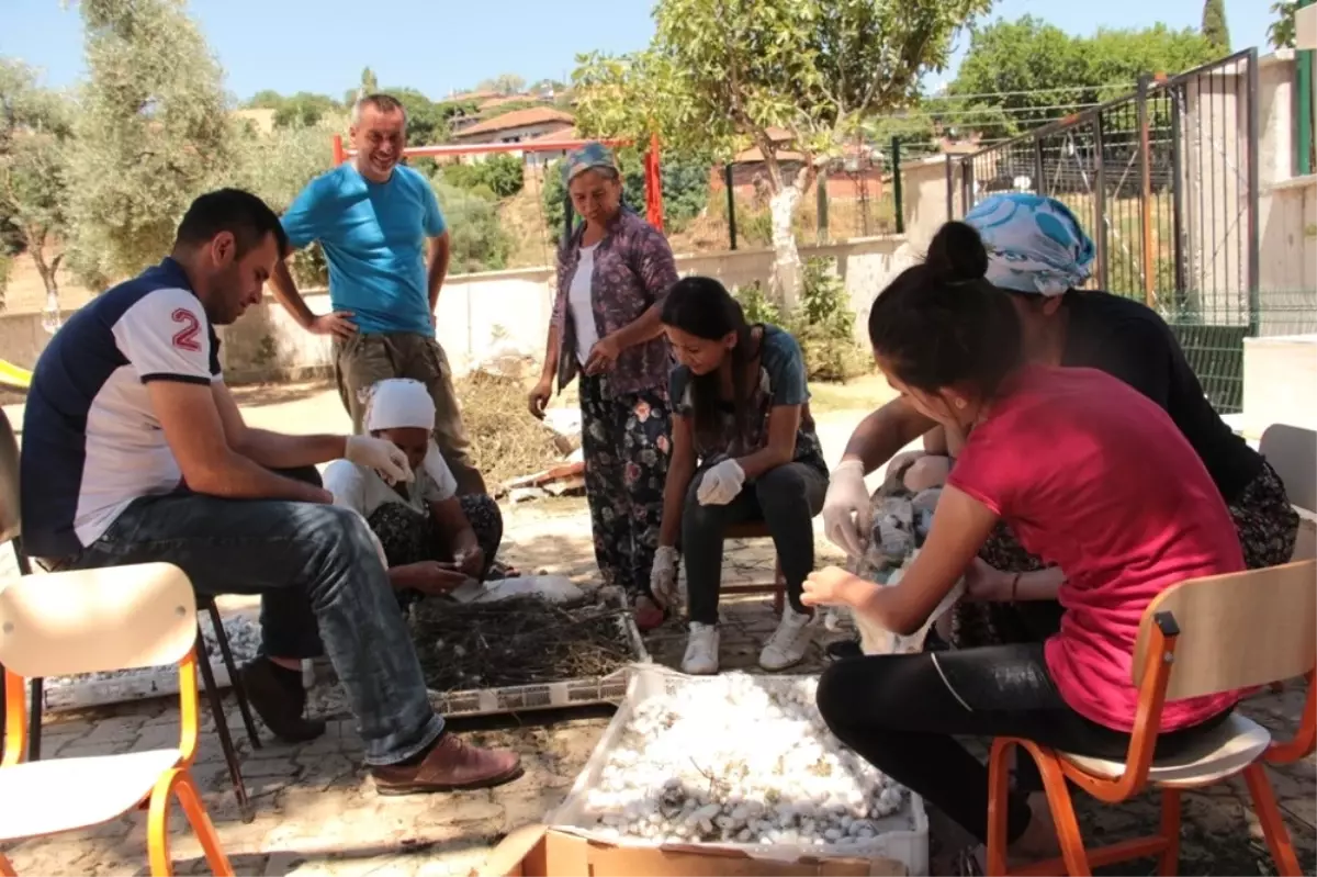 Ödemiş Çevresinden 1 Ton Yaş Koza Beklentisi