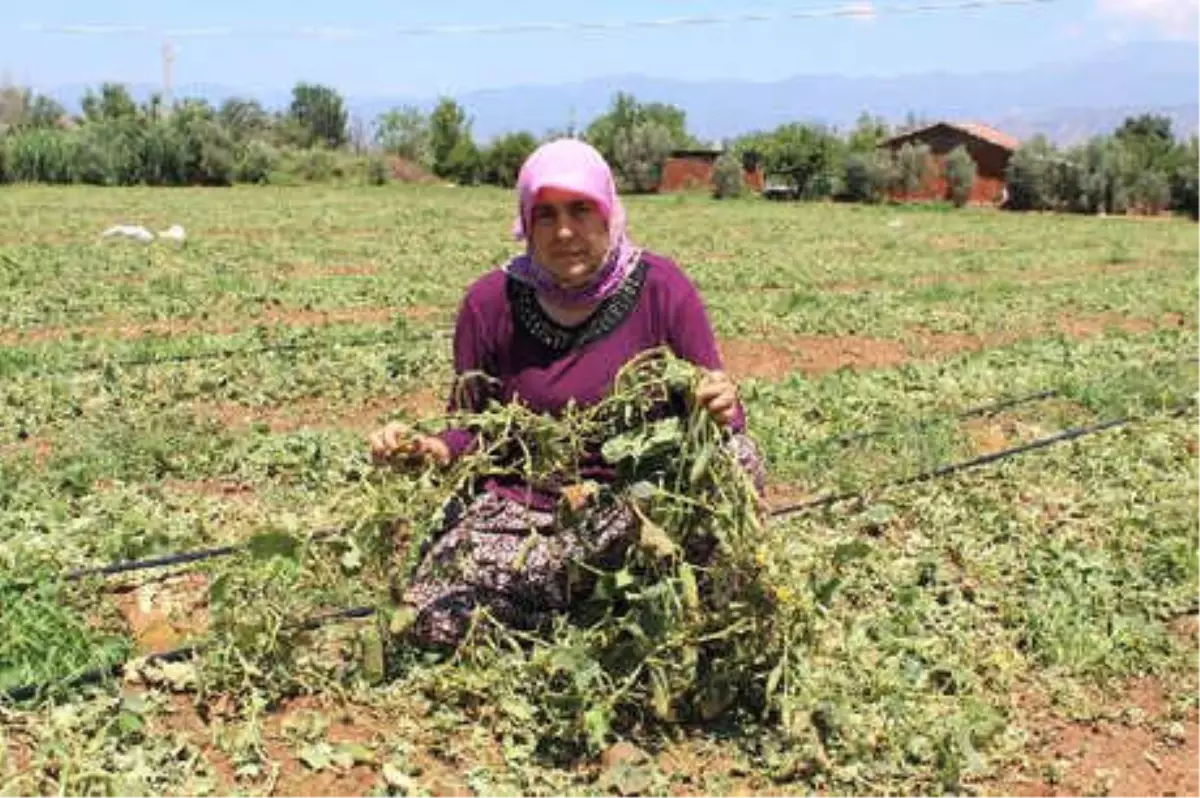 Ödemiş\'te 15 Dakikalık Sağanak ve Dolu Tarım Arazilerine Zarar Verdi