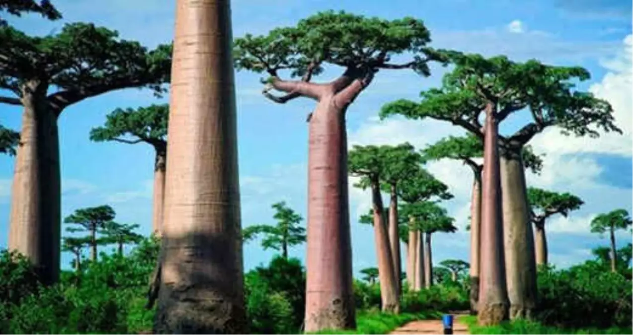 Binlerce Yıllık Baobab Ağaçlarının Ani Ölümü Bilim Dünyasını Şaşırttı