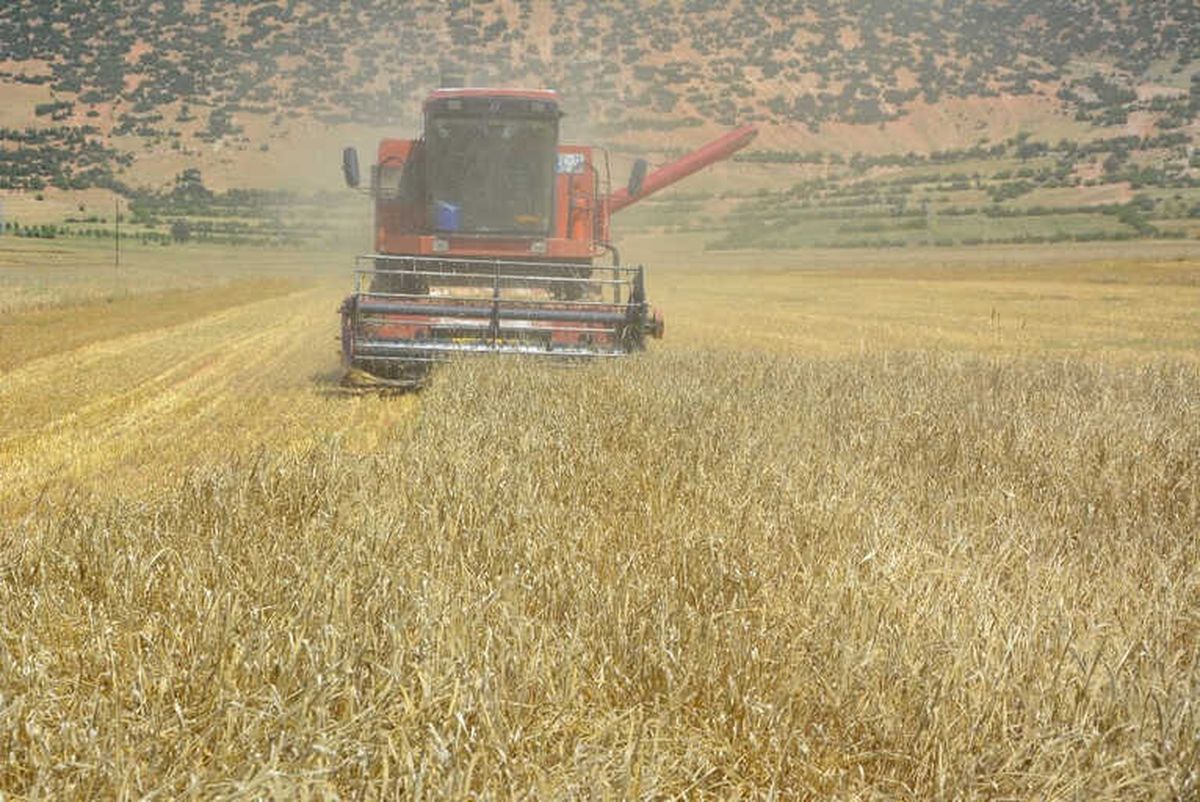 Yayla\'da Hasat Dönemi Başladı
