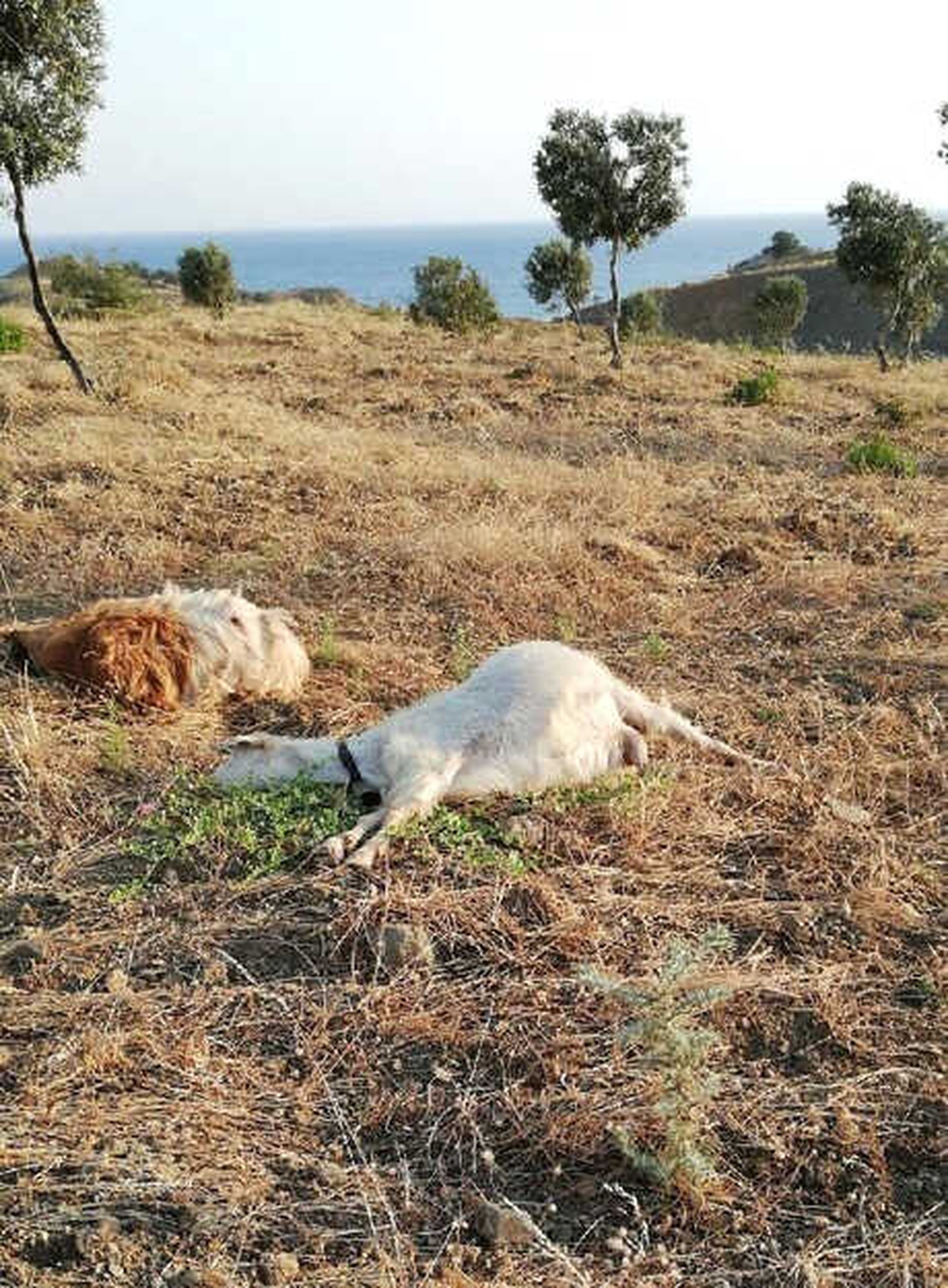 Zeytinliğine Giren 24 Keçiyi Telef Etti