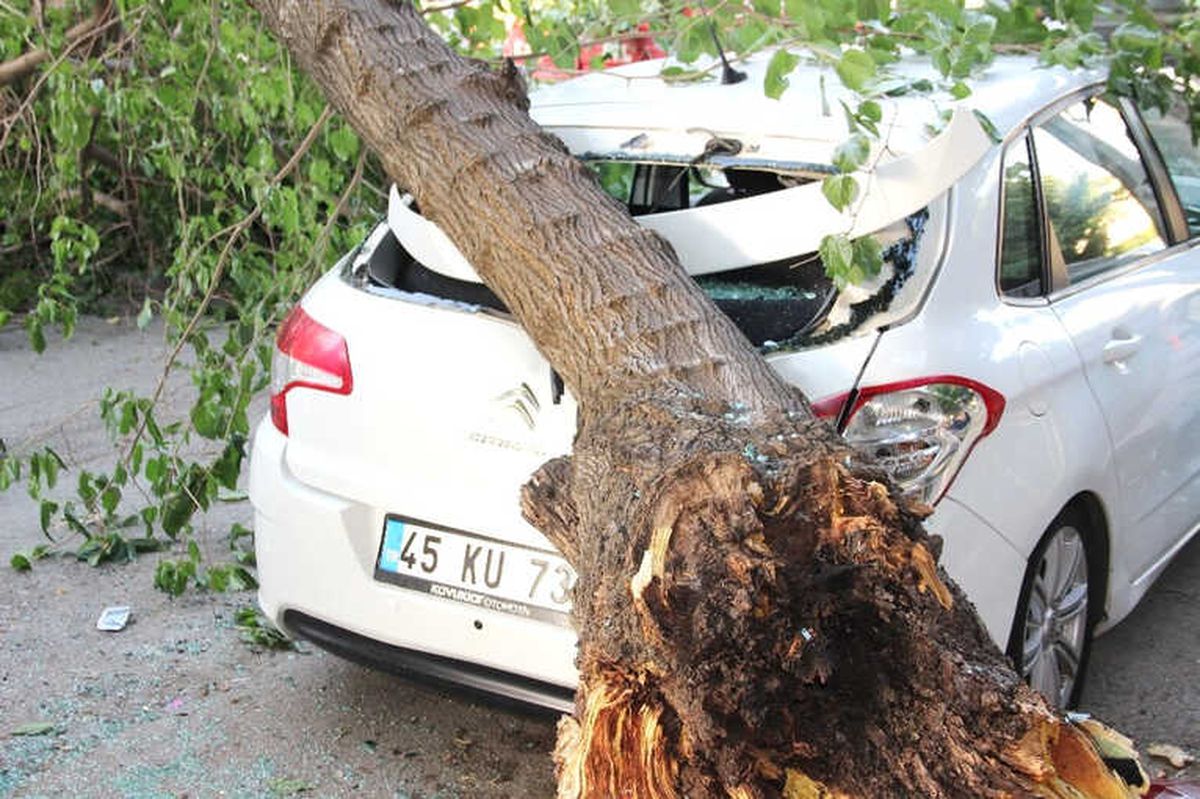 Çürüyen Ağacın Dalı Otomobillerin Üzerine Devrildi