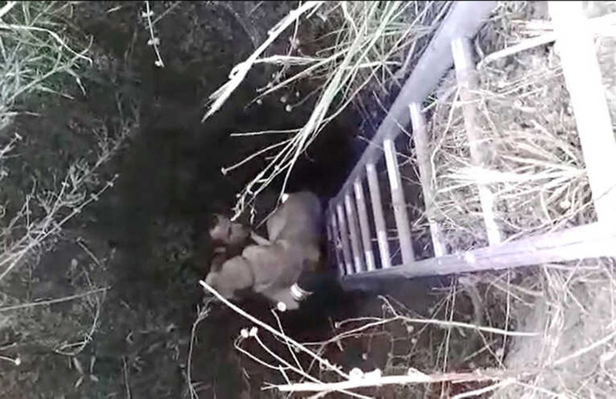 Kör Kuyuda Köpek Kurtarma Operasyonu