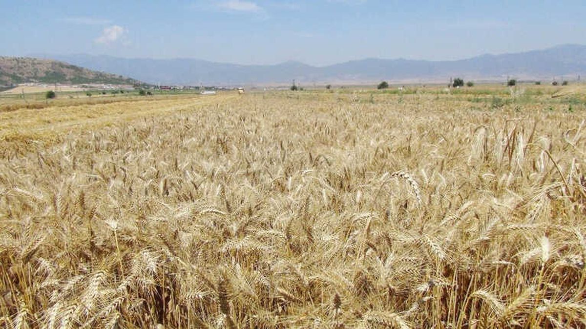 Toprak Mahsulleri Ofisi\'nde Ürün Alımına Devam Ediyor