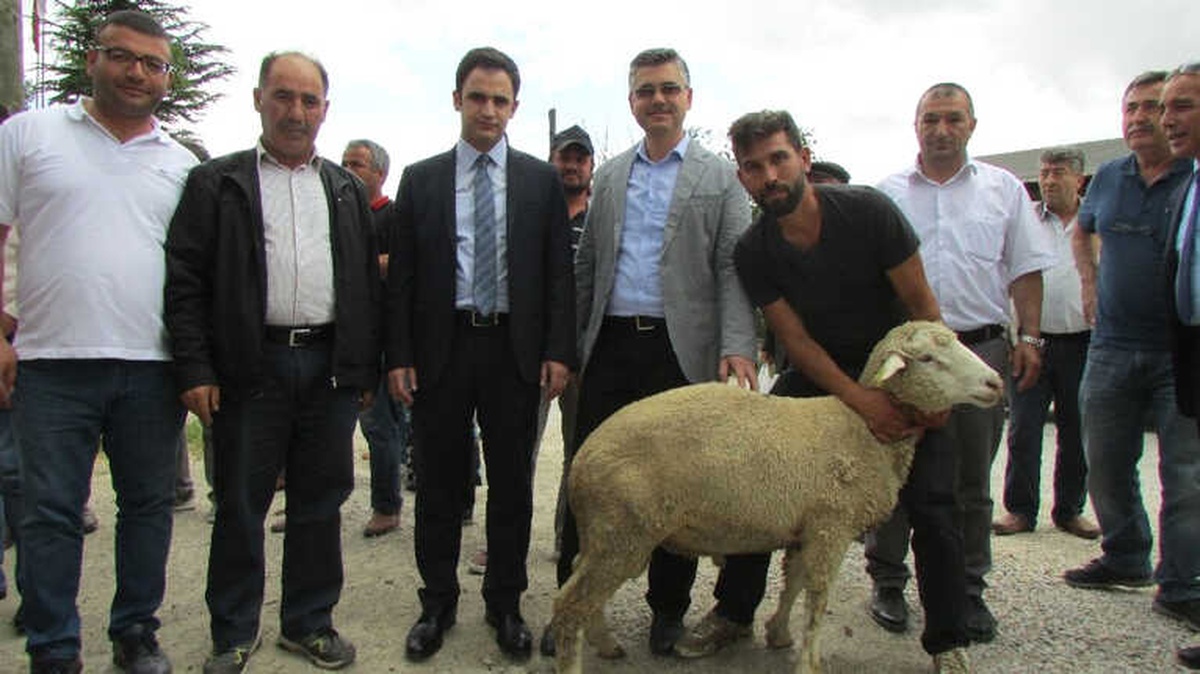 Yetiştiricilere Damızlık Koç Dağıtımı