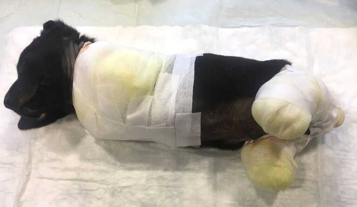 4 Ayağı Kesilen Köpeği Vatandaşlar Kurtardı
