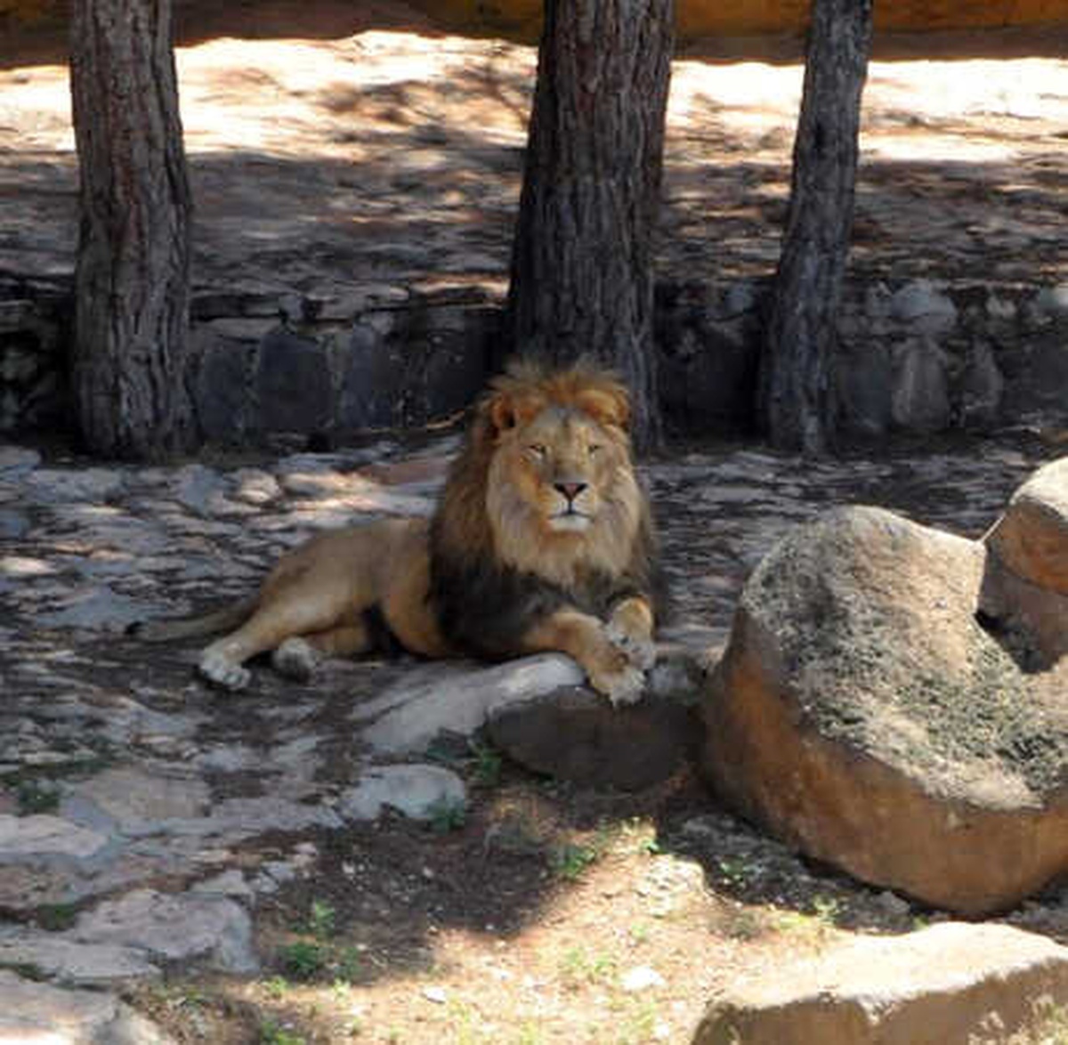 Gaziantep Hayvanat Bahçesi Bayrama Hazır