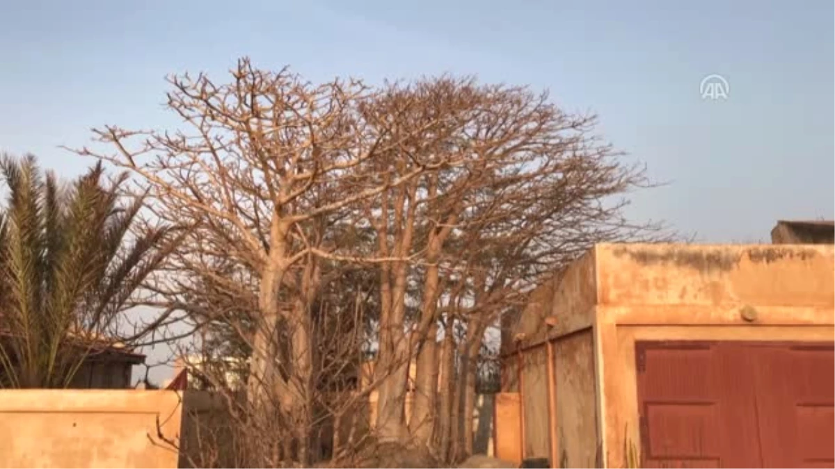 Hayat Ağacı Baobab\'ın Meyvesinden Ölümsüzlük İksiri İçecek - Dakar