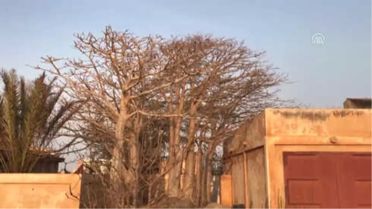 Hayat Ağacı Baobab\'ın Meyvesinden Ölümsüzlük İksiri İçecek - Dakar