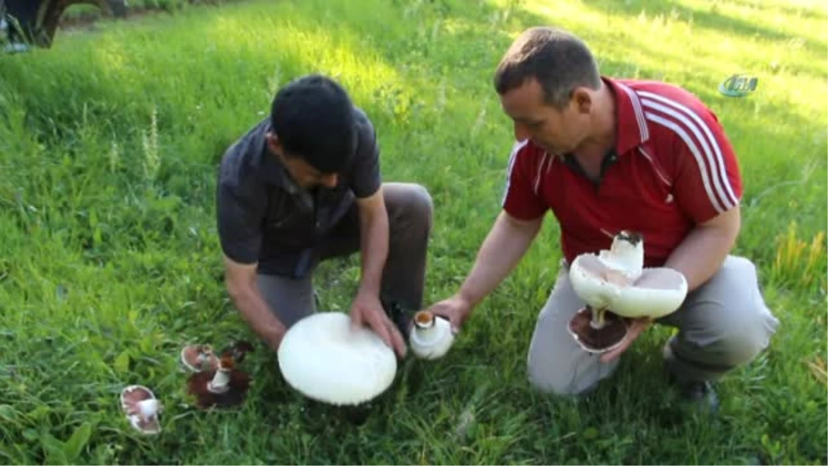 Tepsi Büyüklüğünde Kültür Mantarı