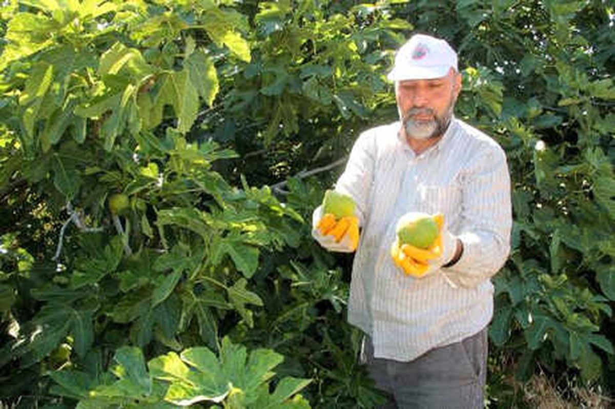 Yediveren İncirinde İlk Hasat Sevinci