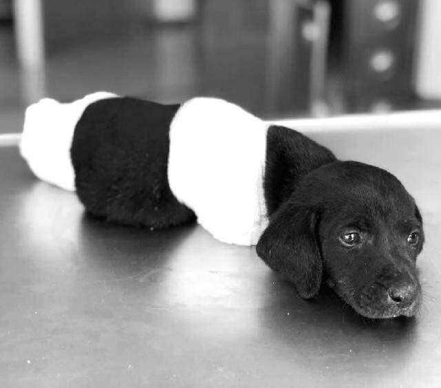 Bacakları Kesilip Ormana Bırakılan Yavru Köpek Kurtarılamadı Son Dakika