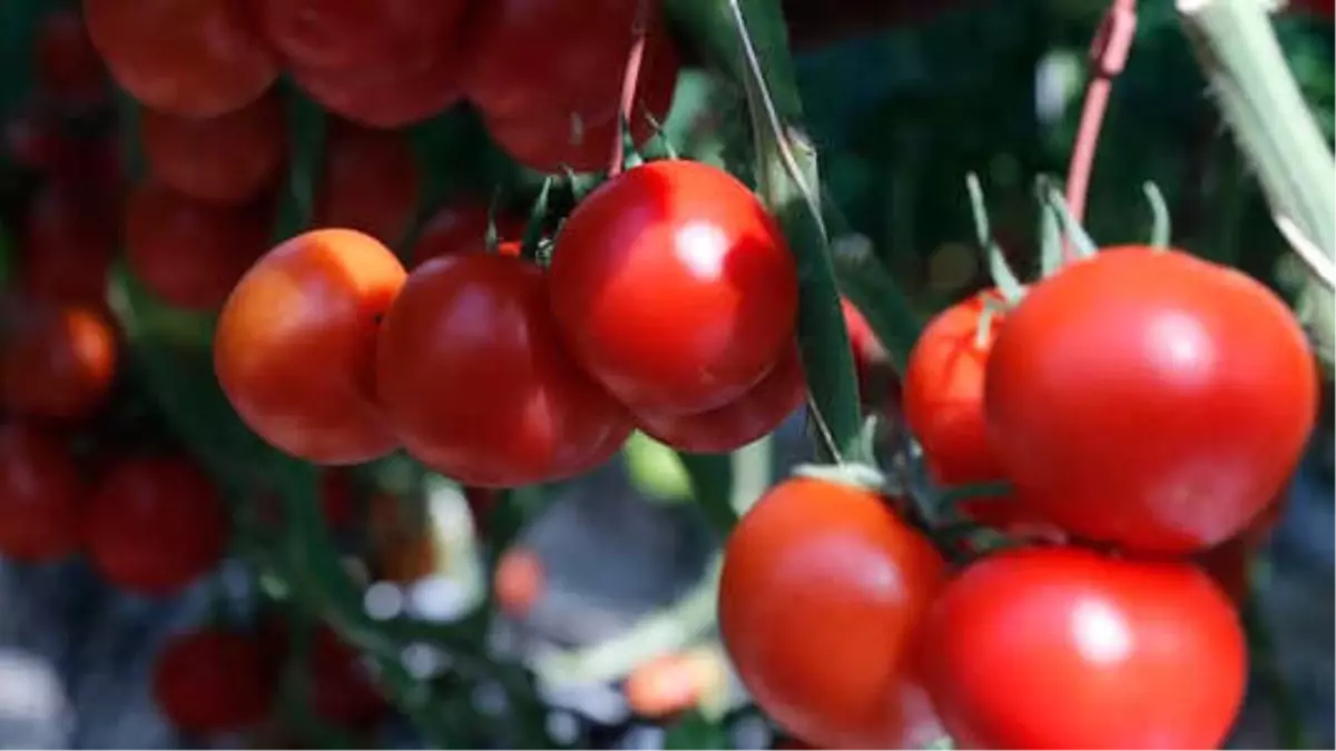 Domates Üreticilerine "Feromon Tuzağı" Desteği