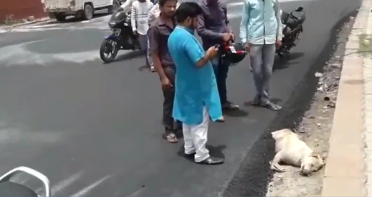 Hindistan\'da İşçiler Yolda Uyuyan Köpeğin Üstüne Asfalt Döktü, Hayvanseverler Ayağa Kalktı