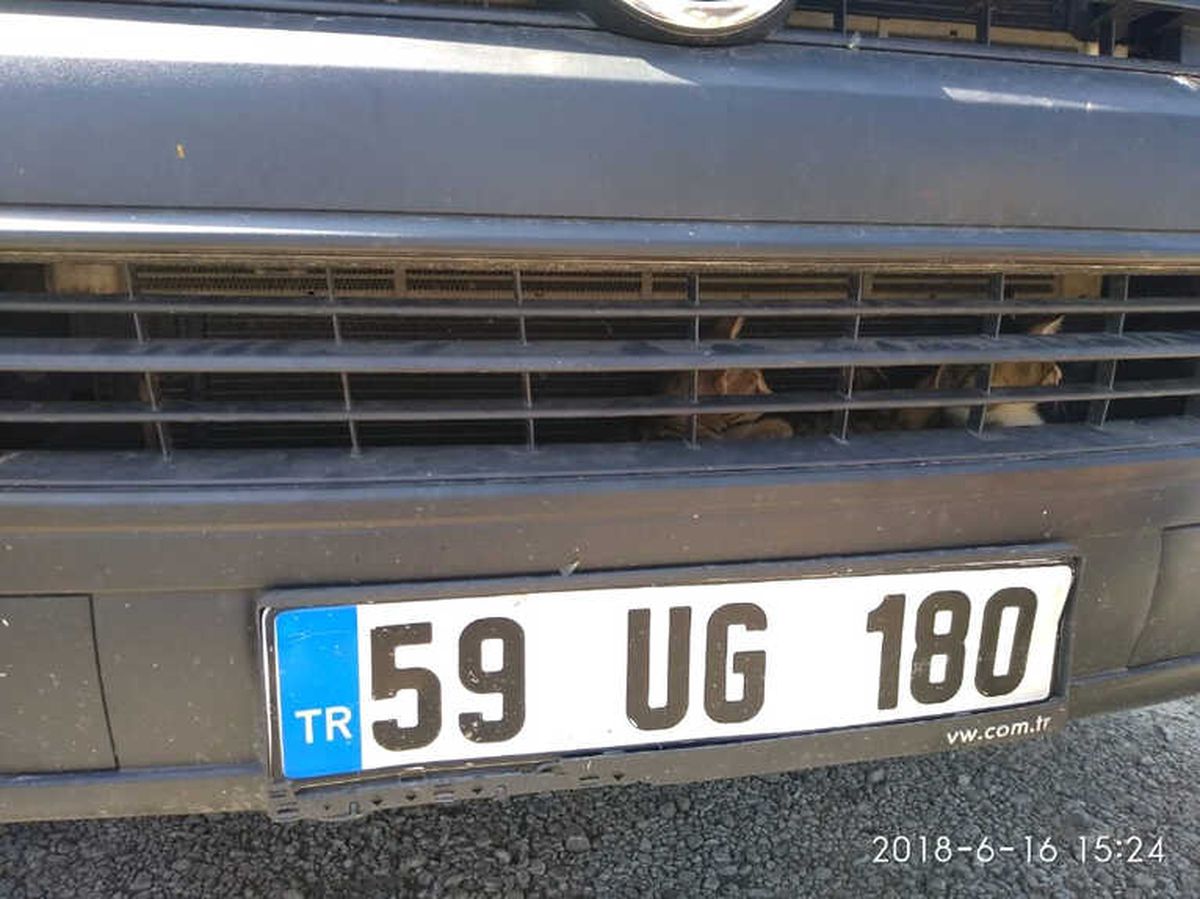 Otomobile Sıkışmış Kedileri İtfaiye Kurtardı