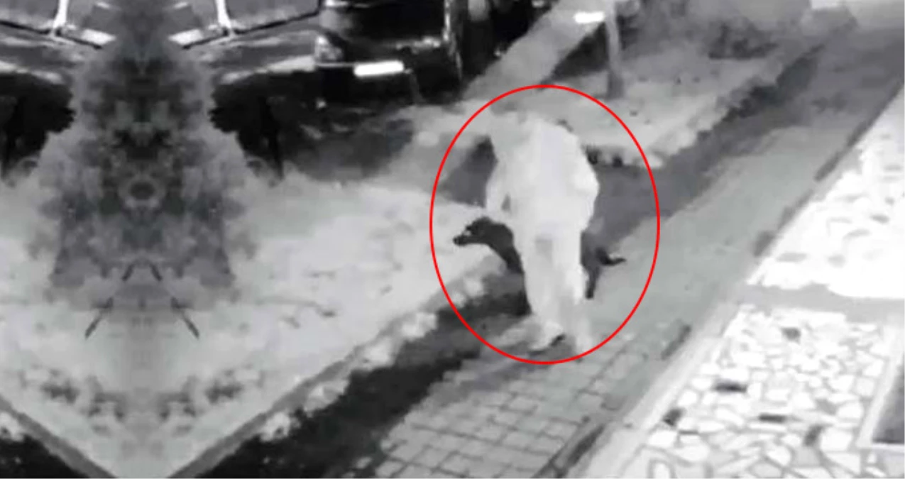 Sakarya\'daki Vahşetten Sonra Kadıköy\'deki Parkta Köpeğe Tecavüz Eden Sapık Yakalandı