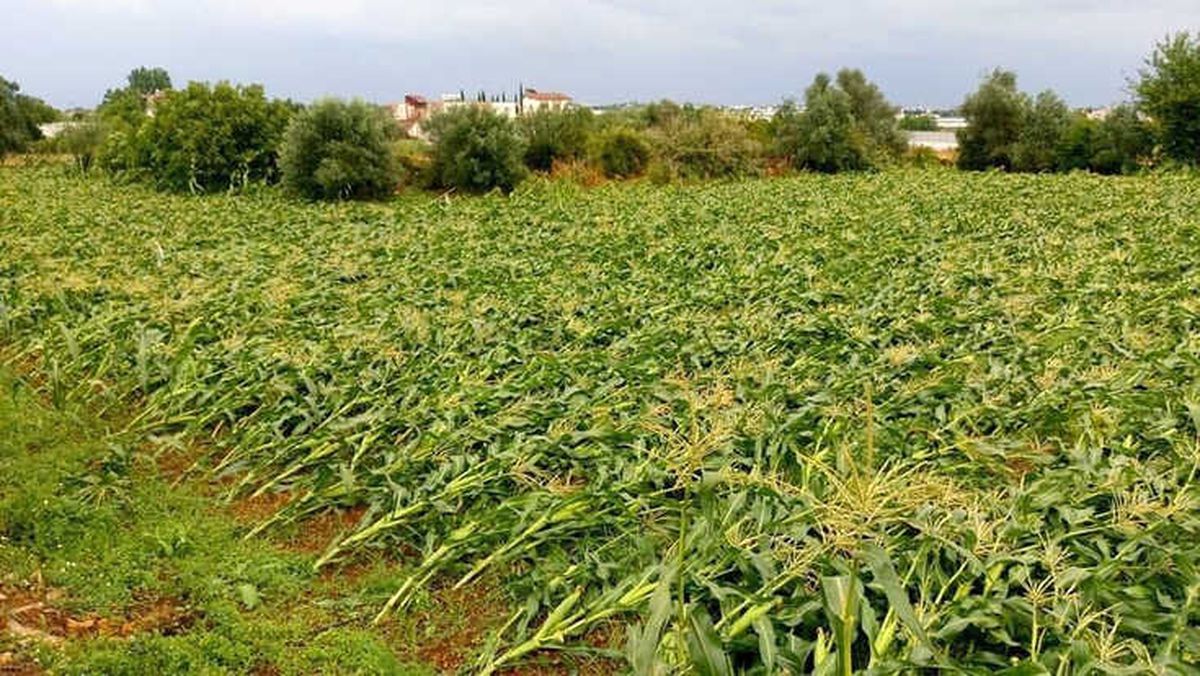 Antalya\'da Mısır Üreticisini Dolu Vurdu