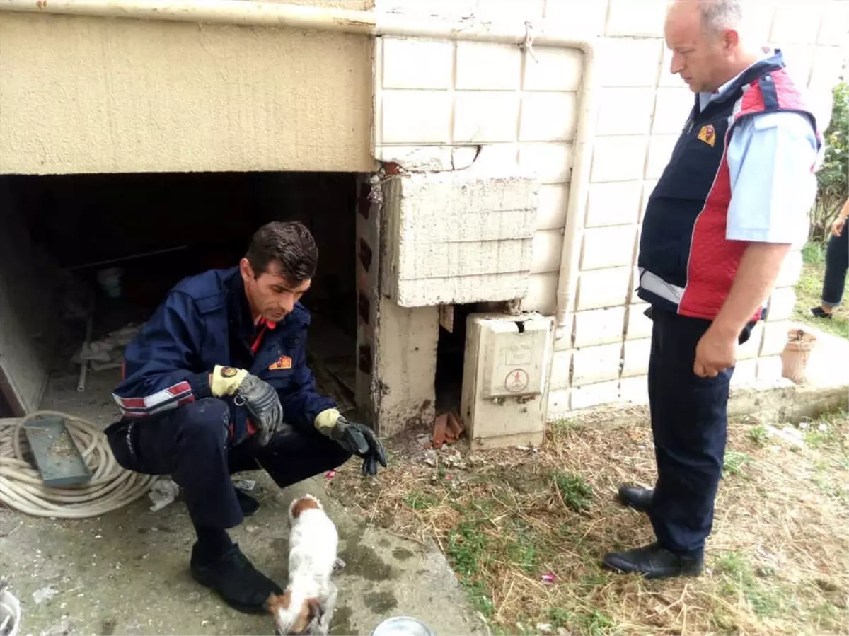 Asansör Boşluğuna Düşen Yavru Köpeği İtfaiye Kurtardı