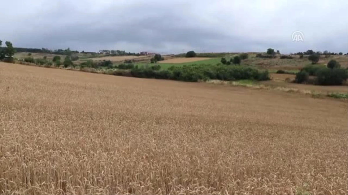 Buğday Hasadı Başladı - Tekirdağ