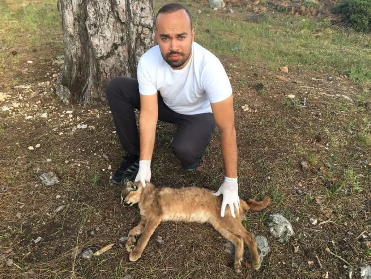 Nesli Tükenme Tehlikesinde Olan Karakulak Ölü Olarak Bulundu