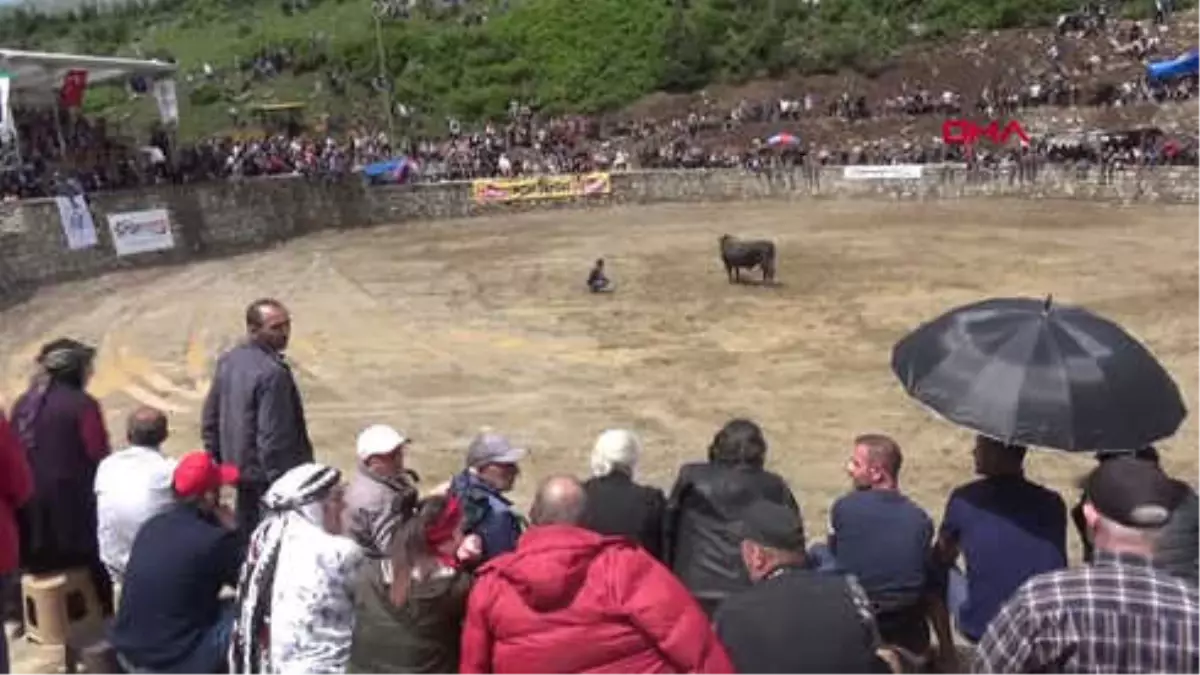 Rize Ayder Yaylası\'nda Ödüllü Boğa Güreşleri Düzenlendi Hd