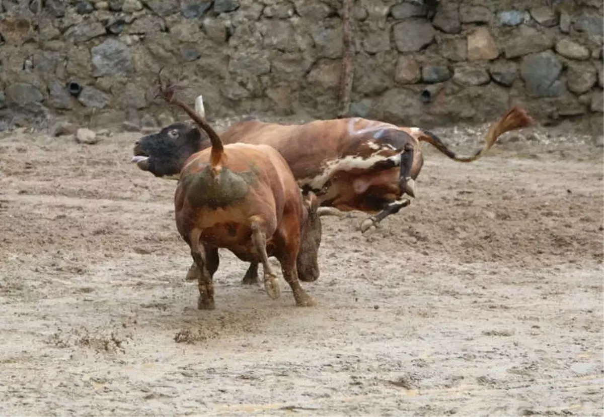 Rize\'de Boğalar Kıyasıya Yarıştı