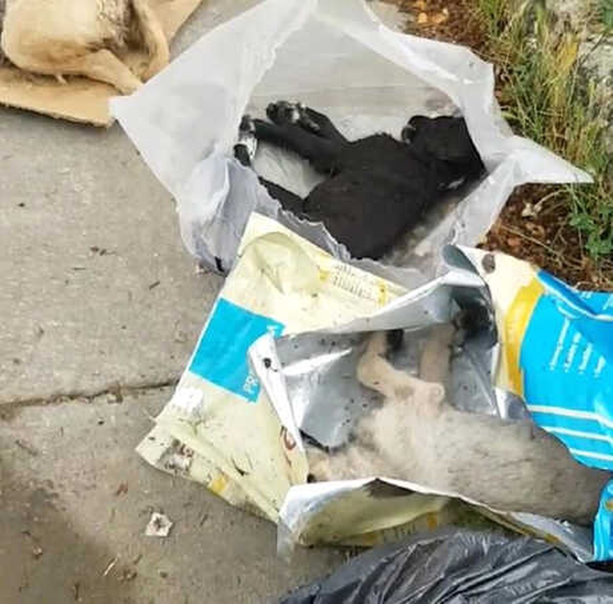 Sakarya\'da 5 Yavru Köpek Ölü Bulundu