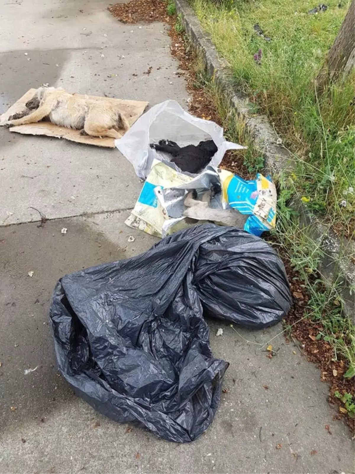 Sakarya\'da 5 Yavru Köpek Zehirlenerek Öldürüldüğü İddiası