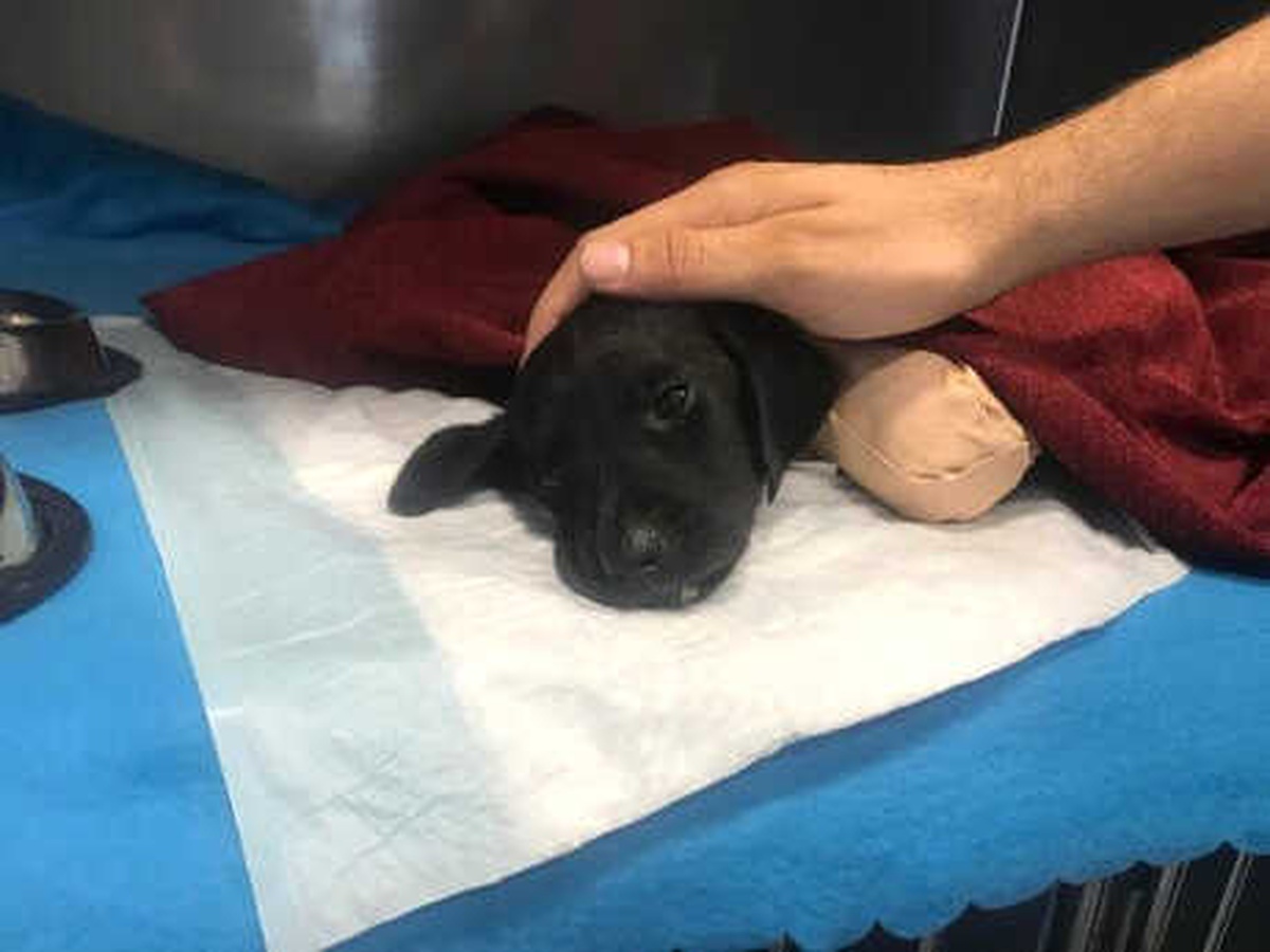 Sapanca\'da Köpeğin Ölümüne Neden Olduğu İddia Edilen Operatör Adliyede