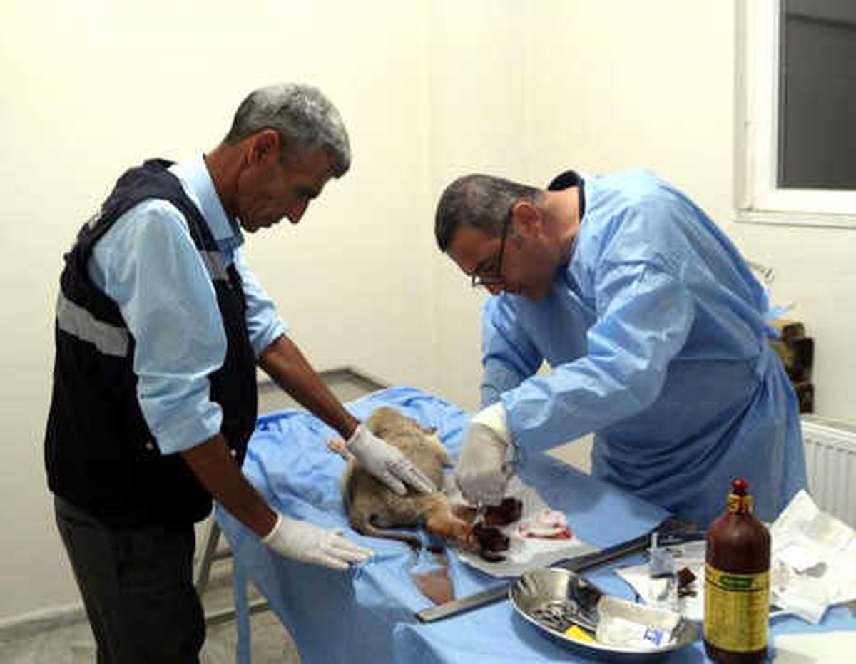 Sürücünün Çarpıp, Yaraladığı Köpek Barınakta Tedaviye Alındı
