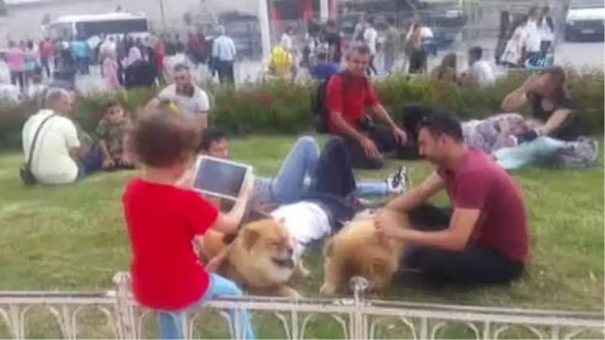 Taksim\'de "Çin Aslanı" Cinsi Köpeklere Vatandaşlardan Büyük İlgi