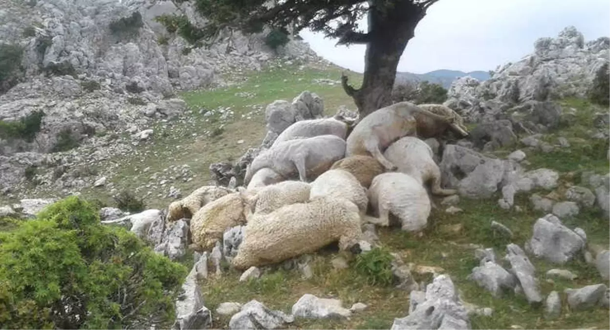 Yıldırım Düştü: 22 Koyun Telef Oldu