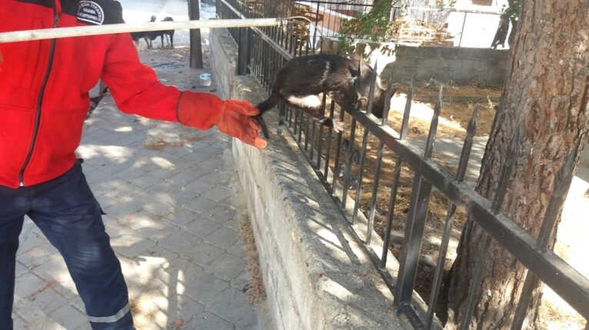 Ağaçtan Atlamak İsterken Demir Parmaklıklara Saplandı