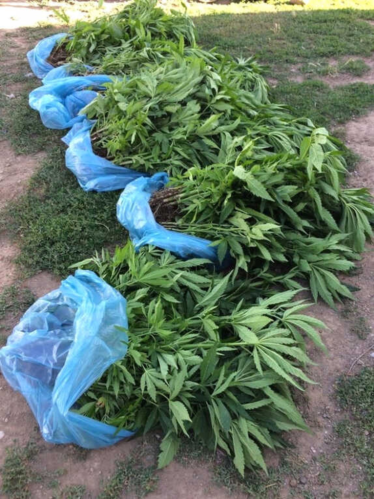 Ahlat\'ta 359 Kök Hint Keneviri Ele Geçirildi