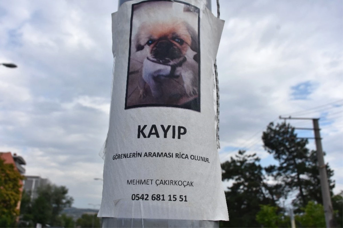 Bu Köpeği Bulana Ödül