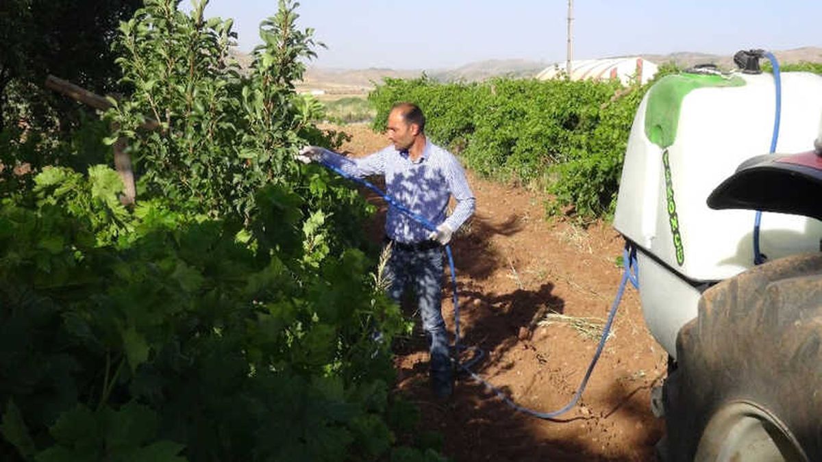 Gercüş\'te Bağ Küllemesine Karşı Mücadele Başladı
