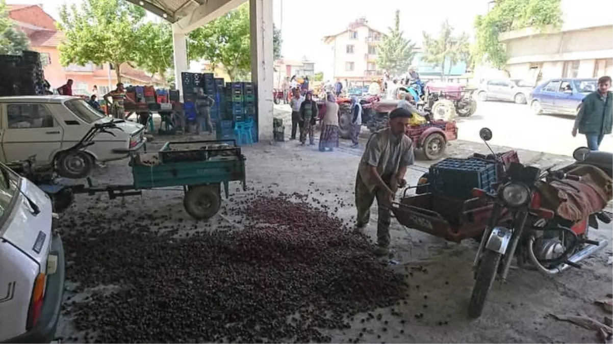 Kiraz Üreticisinin Fiyat Tepkisi