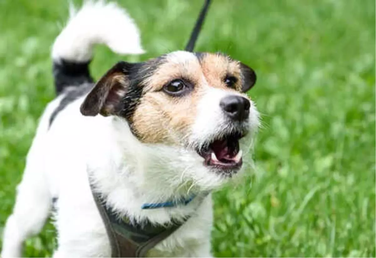 Gece Havlayan Köpek Nasıl Susturulur?