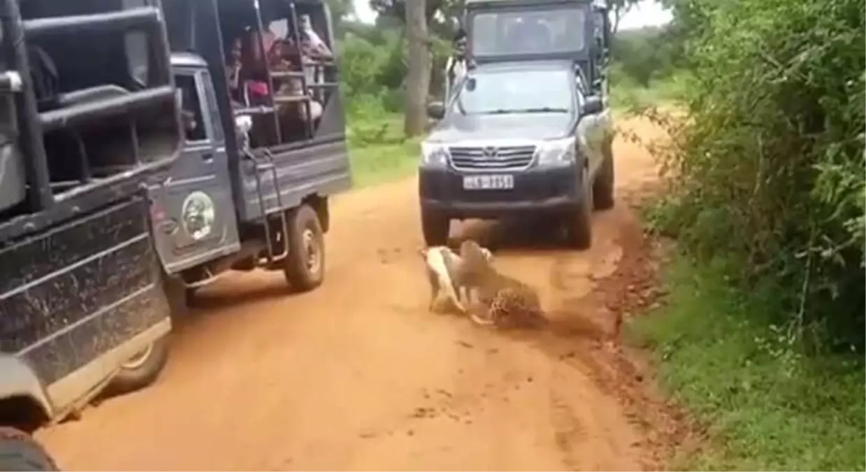 Leopar Köpeğe Böyle Saldırdı