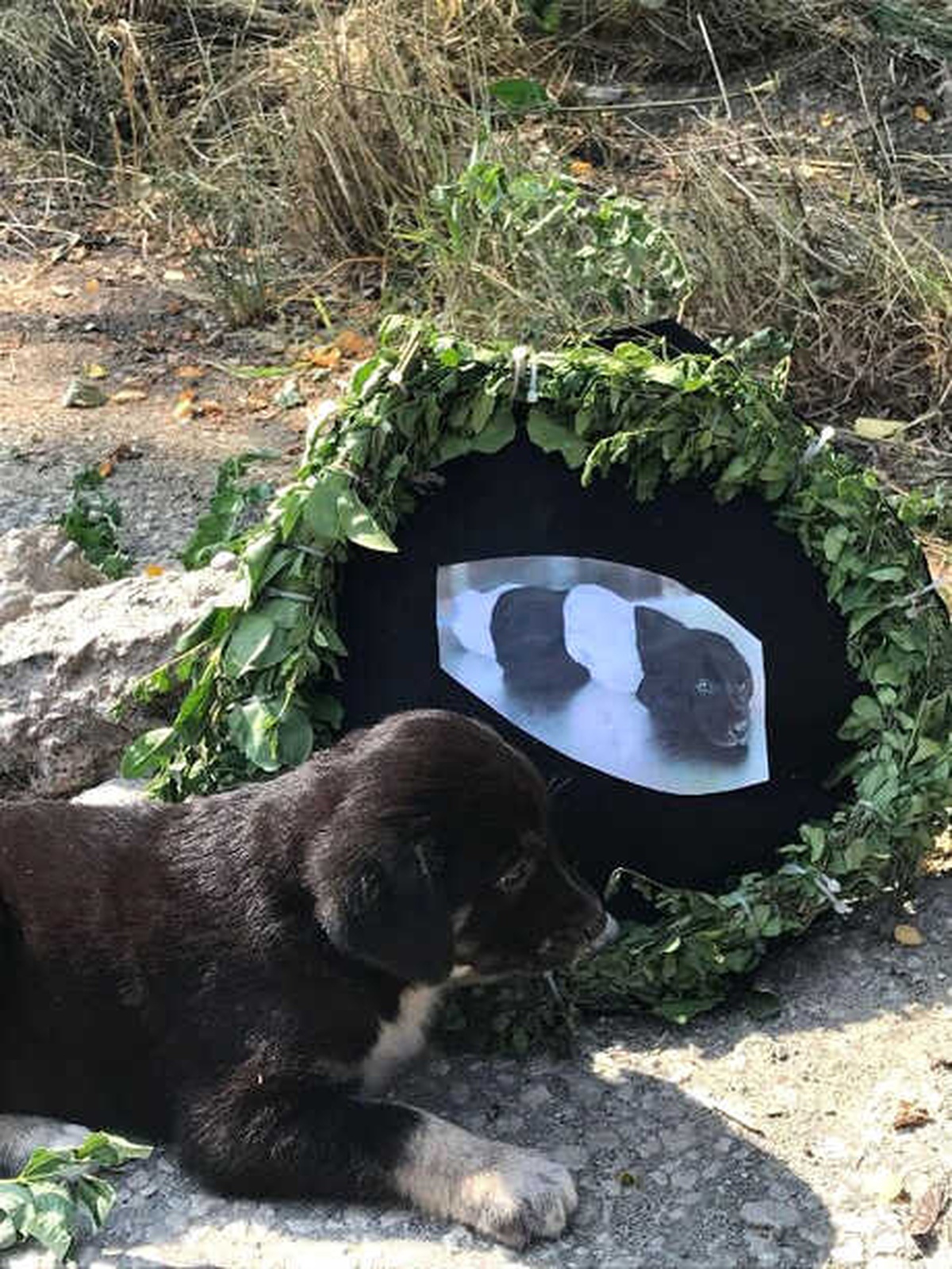 O Yavru Köpeğin Bulunduğu Yere Siyah Çelenk Bıraktılar