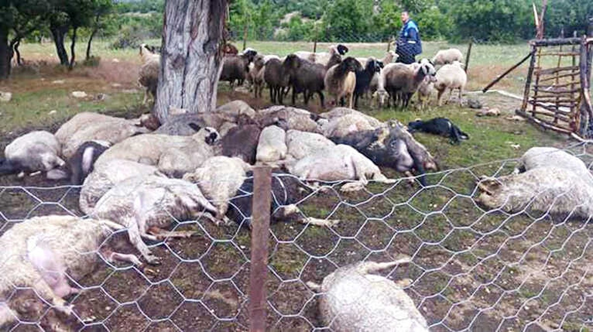 Ağaca Düşen Yıldırım 32 Koyunu Telef Etti