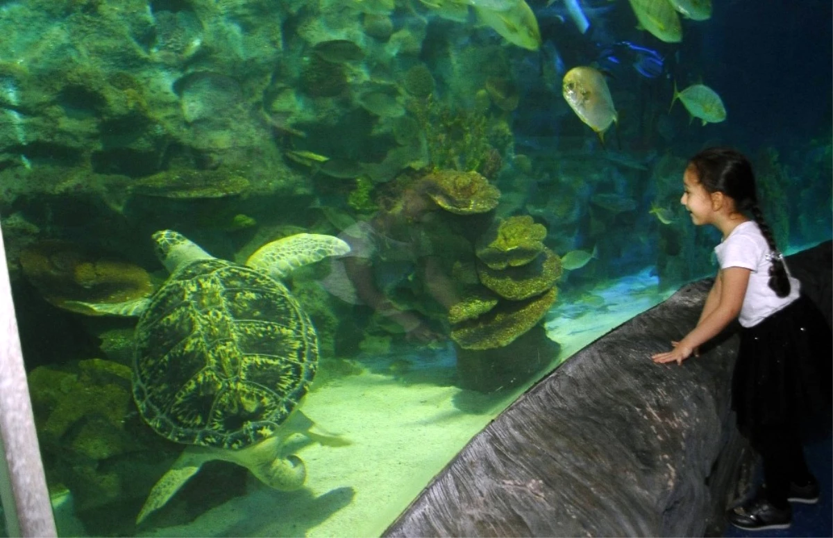 Avrupa Akvaryumlarındaki En Büyük Deniz Kaplumbağalarından Iggy İstanbul\'da