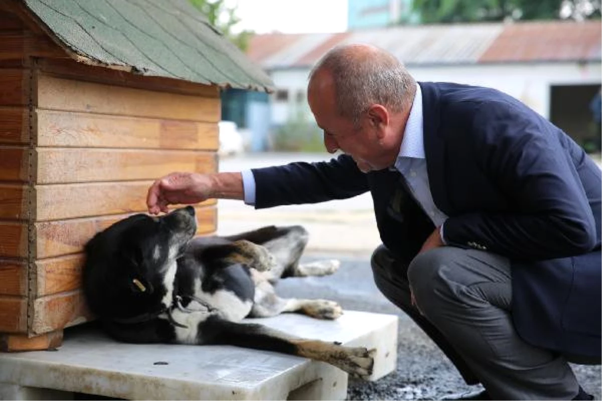 Başkan Nuhoğlu: "Hayvan Haklarının Siyasete Malzeme Yapılmasını Doğru Bulmuyorum"