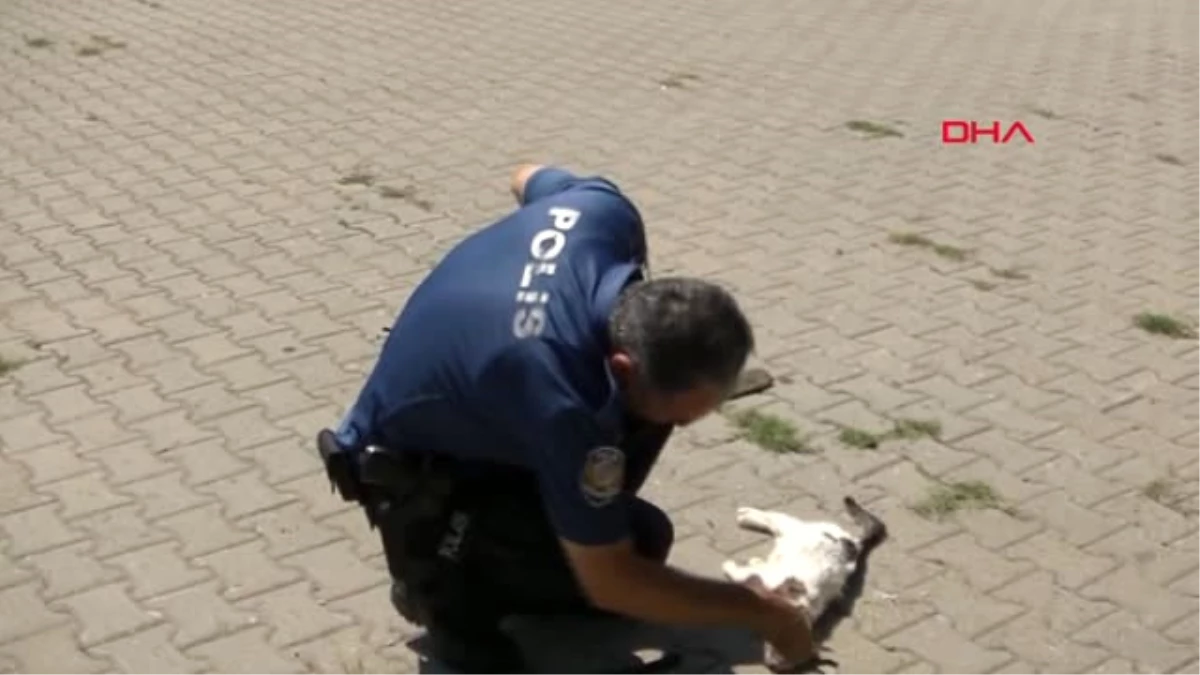 Hatay Kediyi Sopalarla Döverek Öldürdüler İddiası