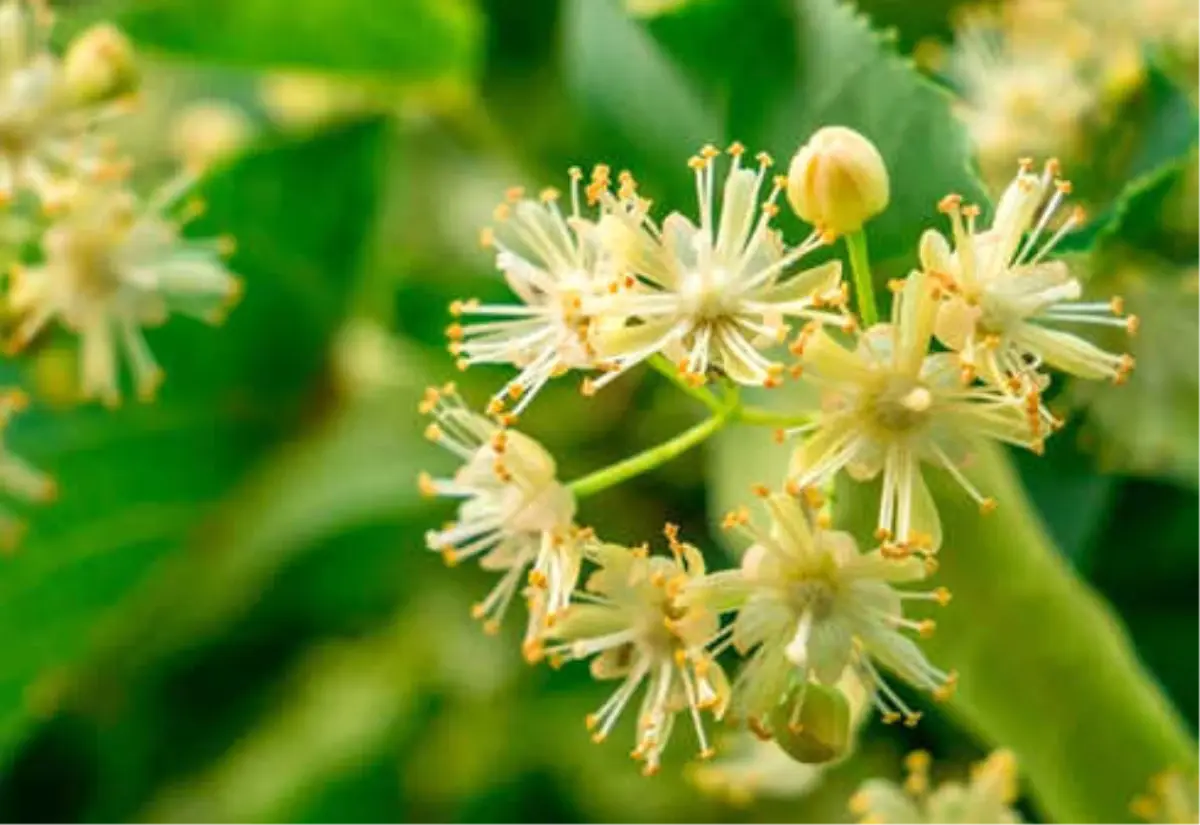 Ihlamur Nasıl Toplanır?