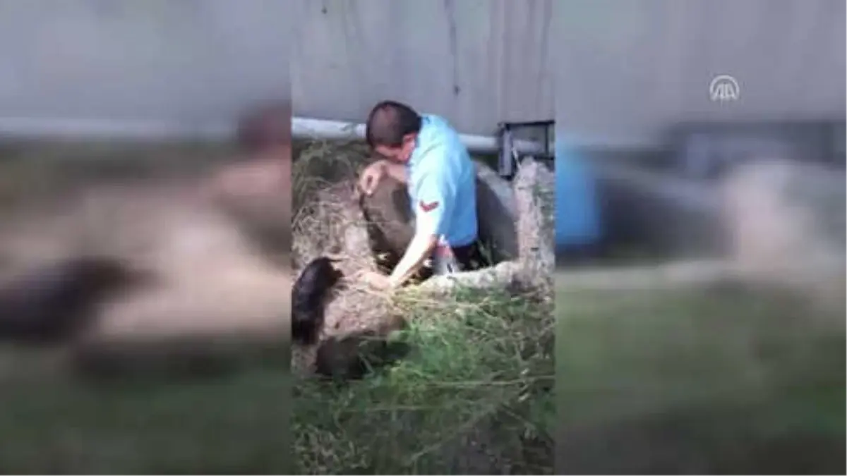 Kanalizasyona Düşen Yavru Köpekler Kurtarıldı